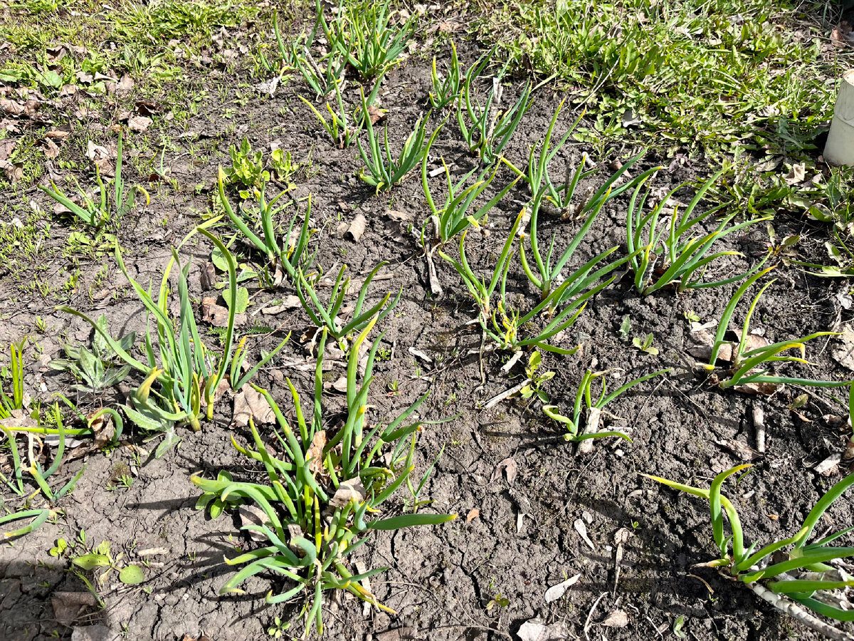 Городники розповіли, як правильно вирощувати озиму цибулю для соковитого й смачного врожаю
