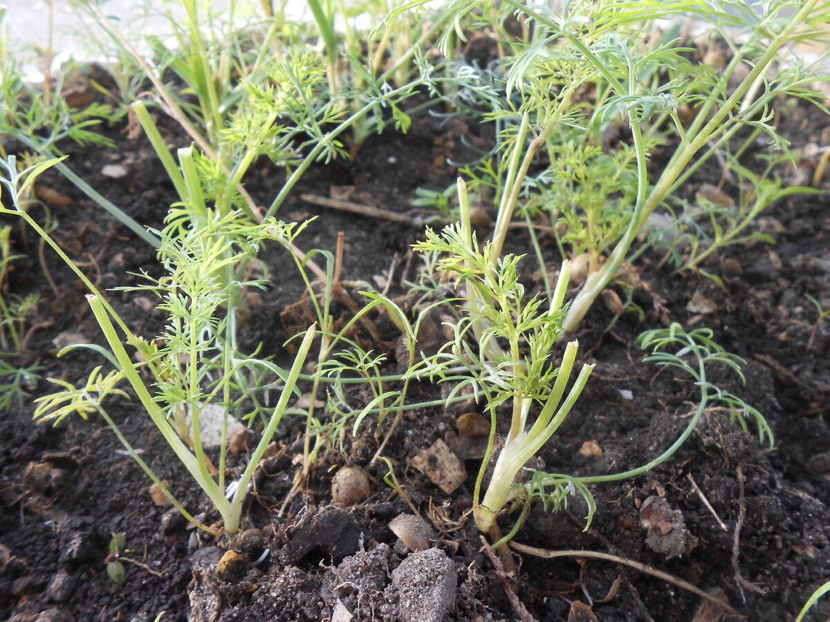 Садівники розповіли, як правильно сіяти кріп на грядці для кращої та вищої врожайності – поради