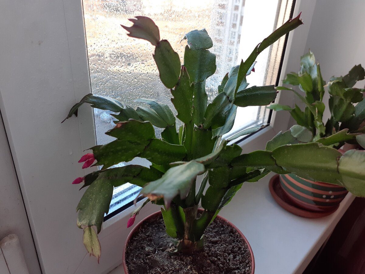 Експерти розповіли, чим найкраще удобрити декабрист восени для кращого цвітіння