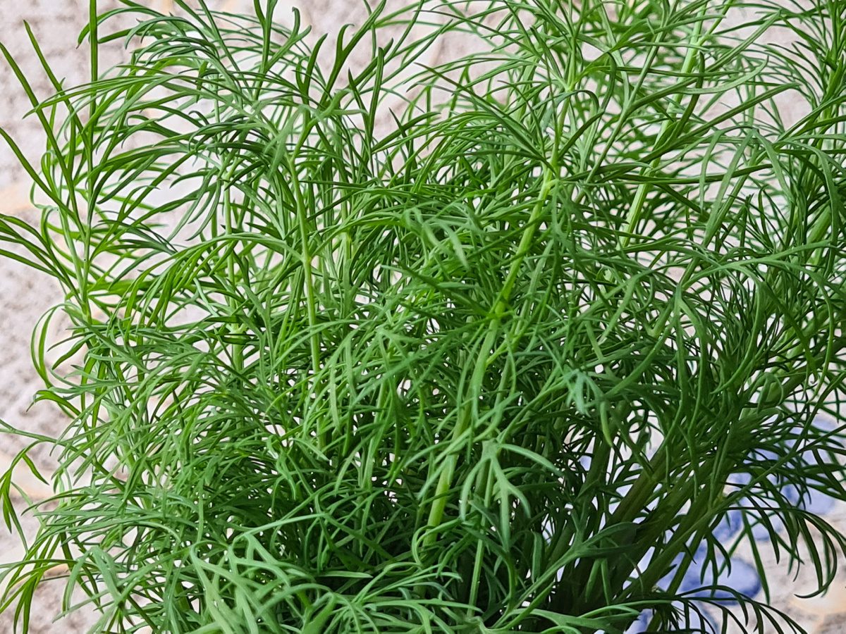 Як правильно вирощувати кріп вдома