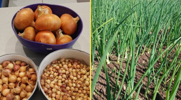 Дотримуюся ось такої глибини при посадці цибулі – про стрілки згадую тільки в страшному сні Городники пояснили правила висадки цибулі, щоб уникнути стрілок