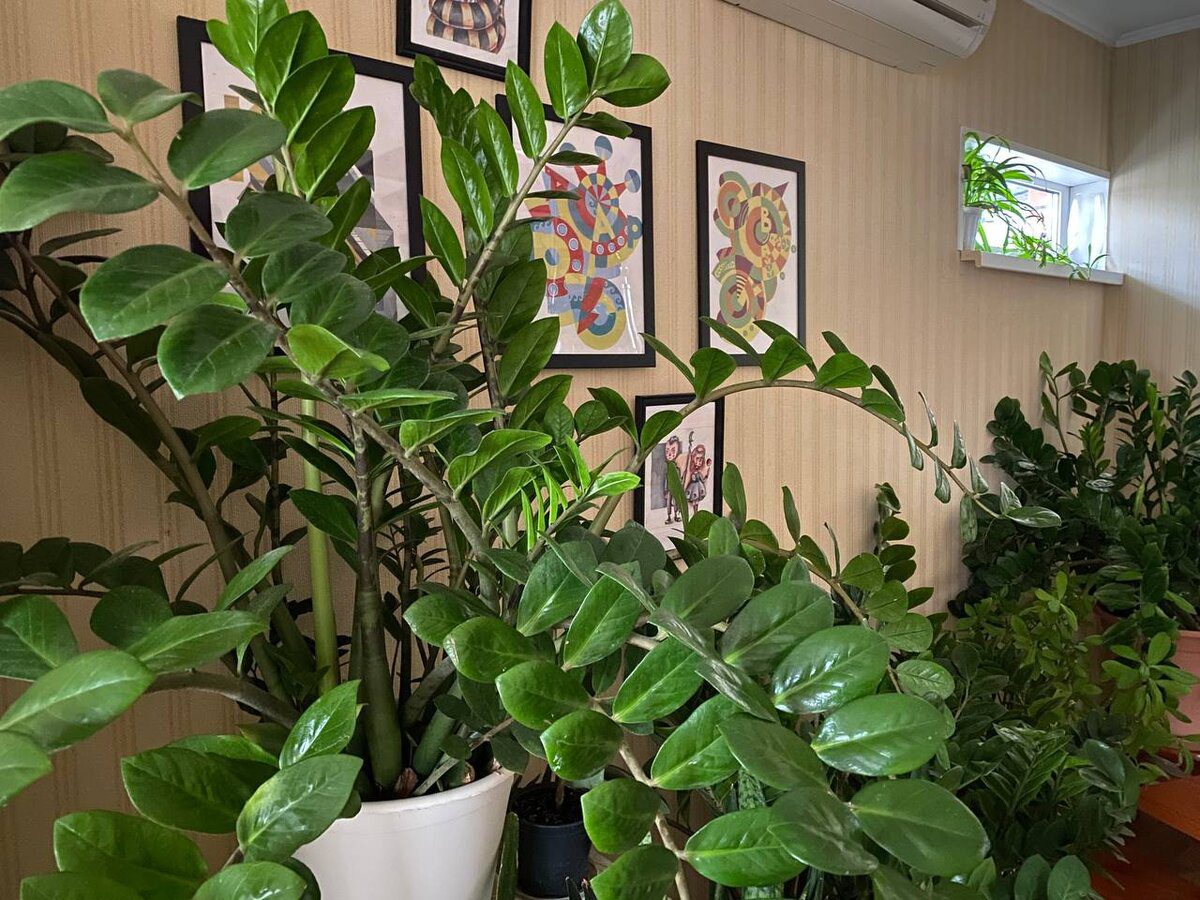 Експерти розповіли, яке добриво найкраще дати заміокулькасу для пишного цвітіння та росту