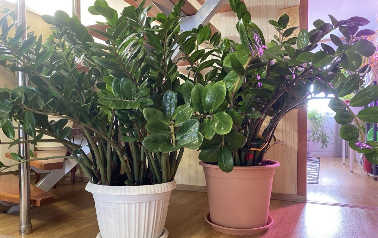 Експерти розповіли, яке добриво найкраще дати заміокулькасу для пишного цвітіння та росту