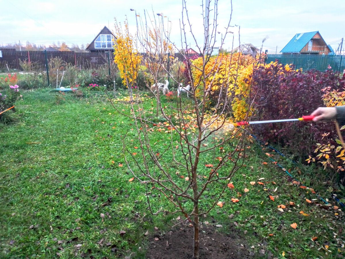 Садівники розповіли, як правильно підготувати ділянку до зимівлі, аби рослини не вимерзали