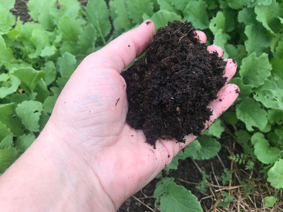 Експерти розповіли, як правильно оновити ґрунт на ділянці для кращої врожайності через рік