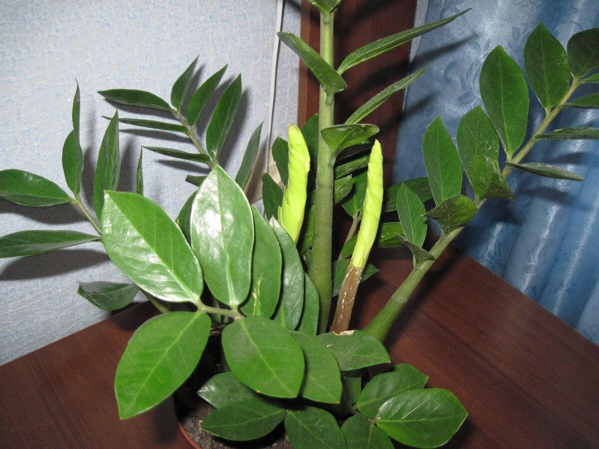 Експерти пояснили, які кімнатні рослини підійдуть різним знакам Зодіаку – принесуть щастя