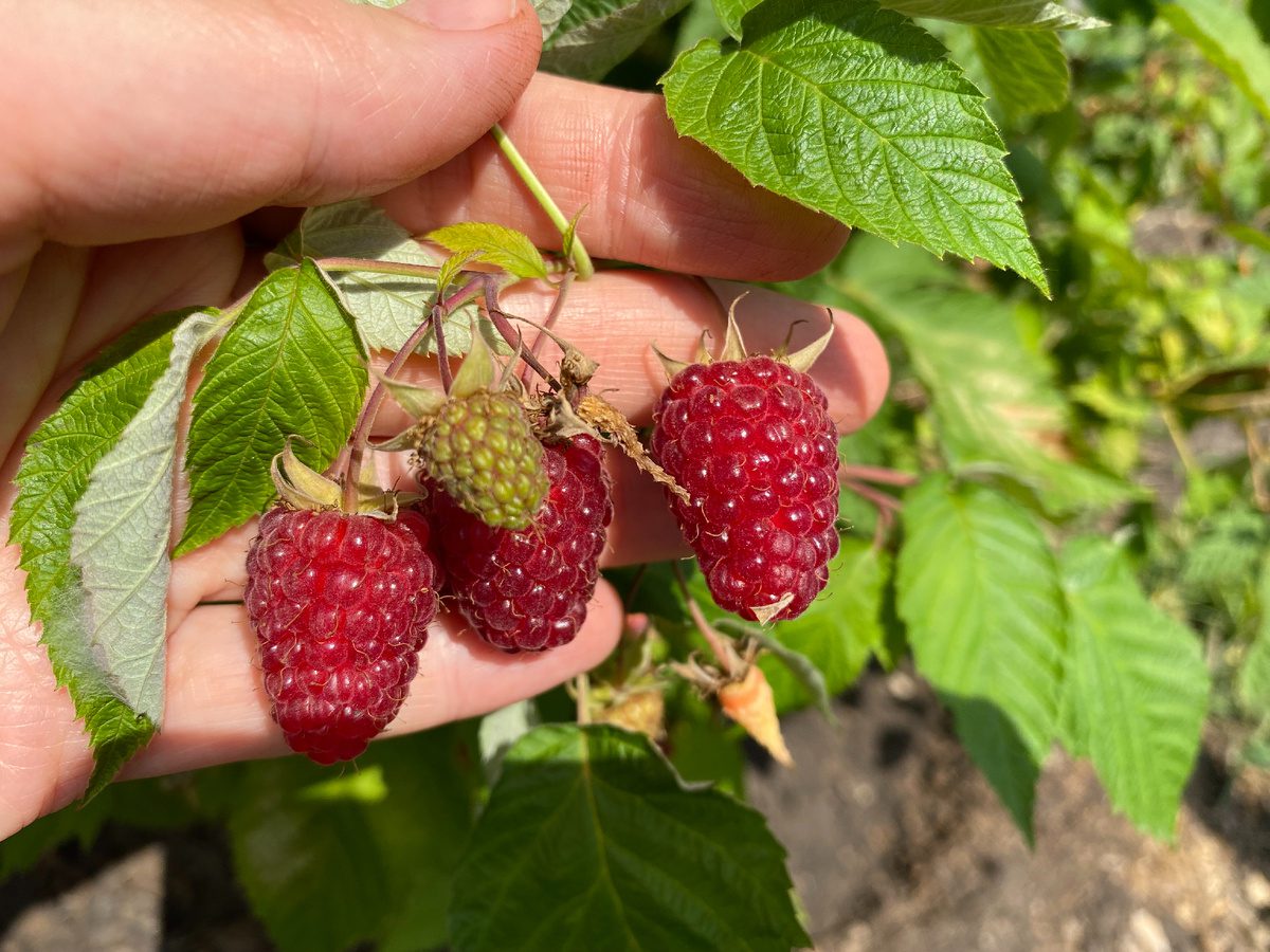 Експерти розповіли, як правильно обрізати малину для високої врожайності наступного року