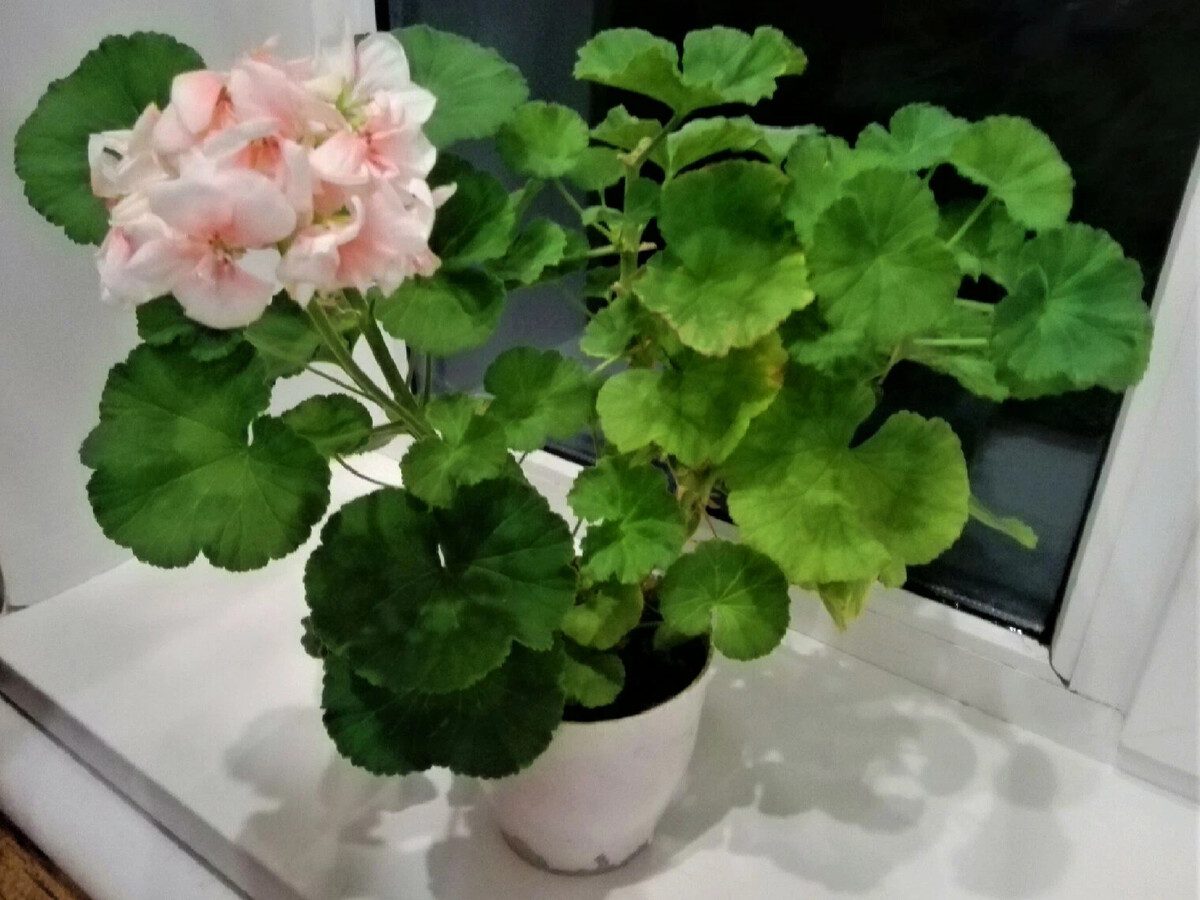 Експерти розповіли, як покращити цвітіння герані простим і доступним добривом – рецепт