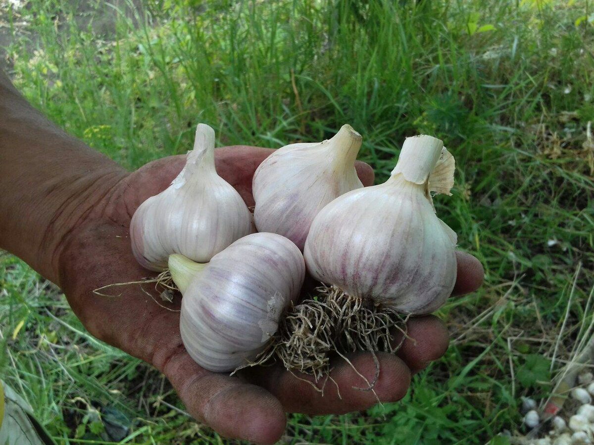 Експерти пояснили, в який день найкраще садити озимий часник для високої врожайності та смаку