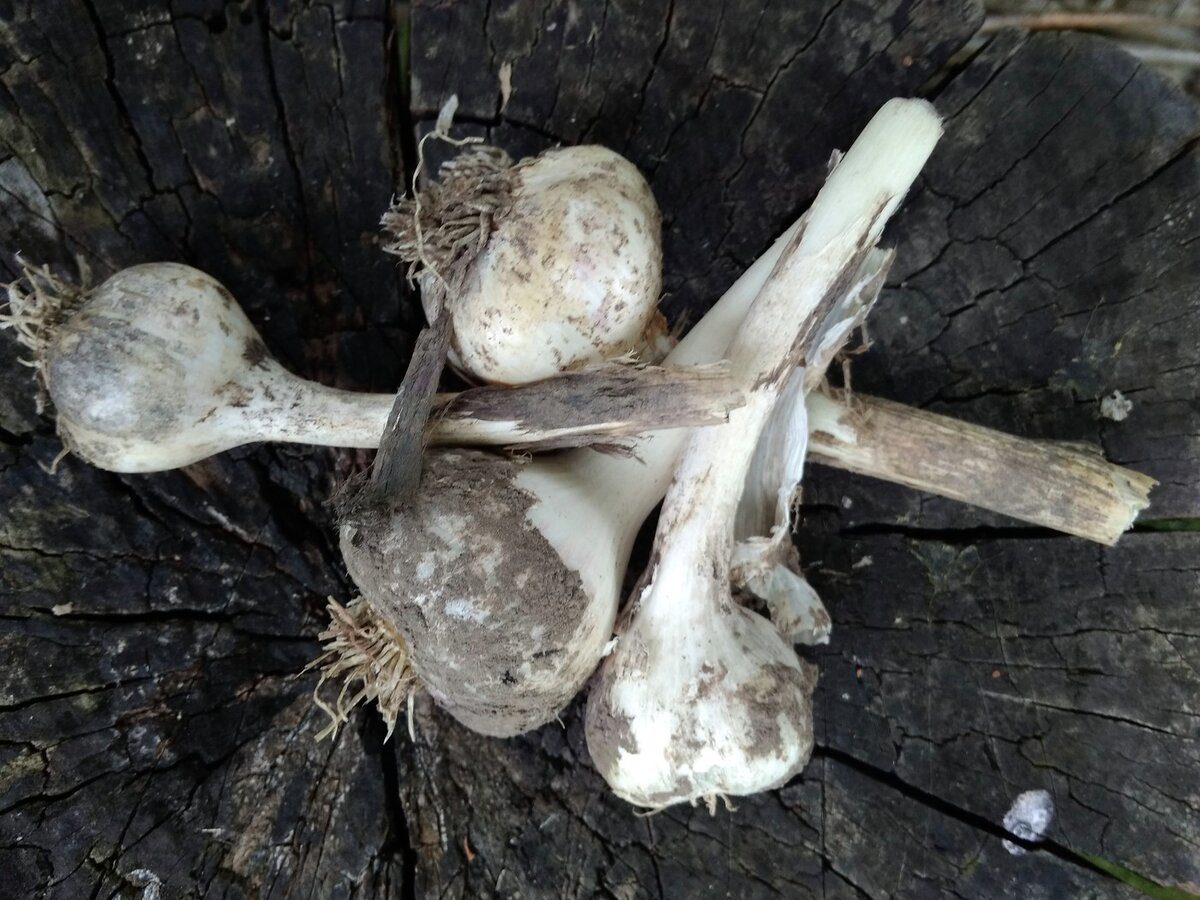 Як і коли треба поливати озимий часник