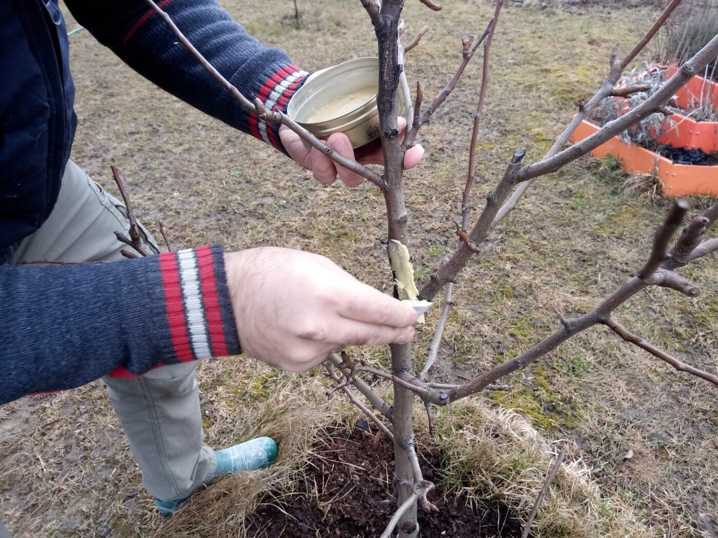 Садівники розповіли, як правильно підготувати ділянку до зимівлі, аби рослини не вимерзали