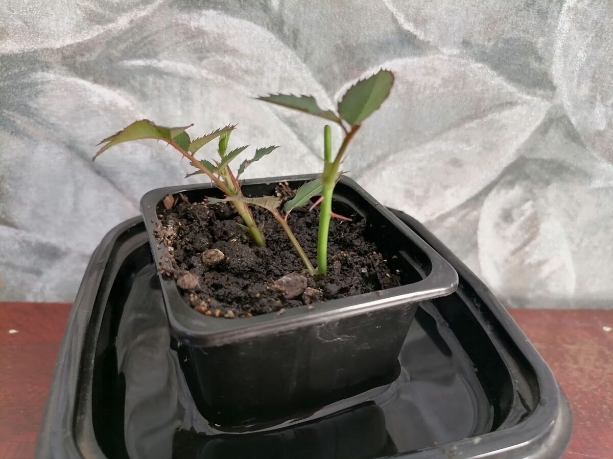 Експерти розповіли, як краще укоренити троянди, аби вони гарантовано порадували цвітінням