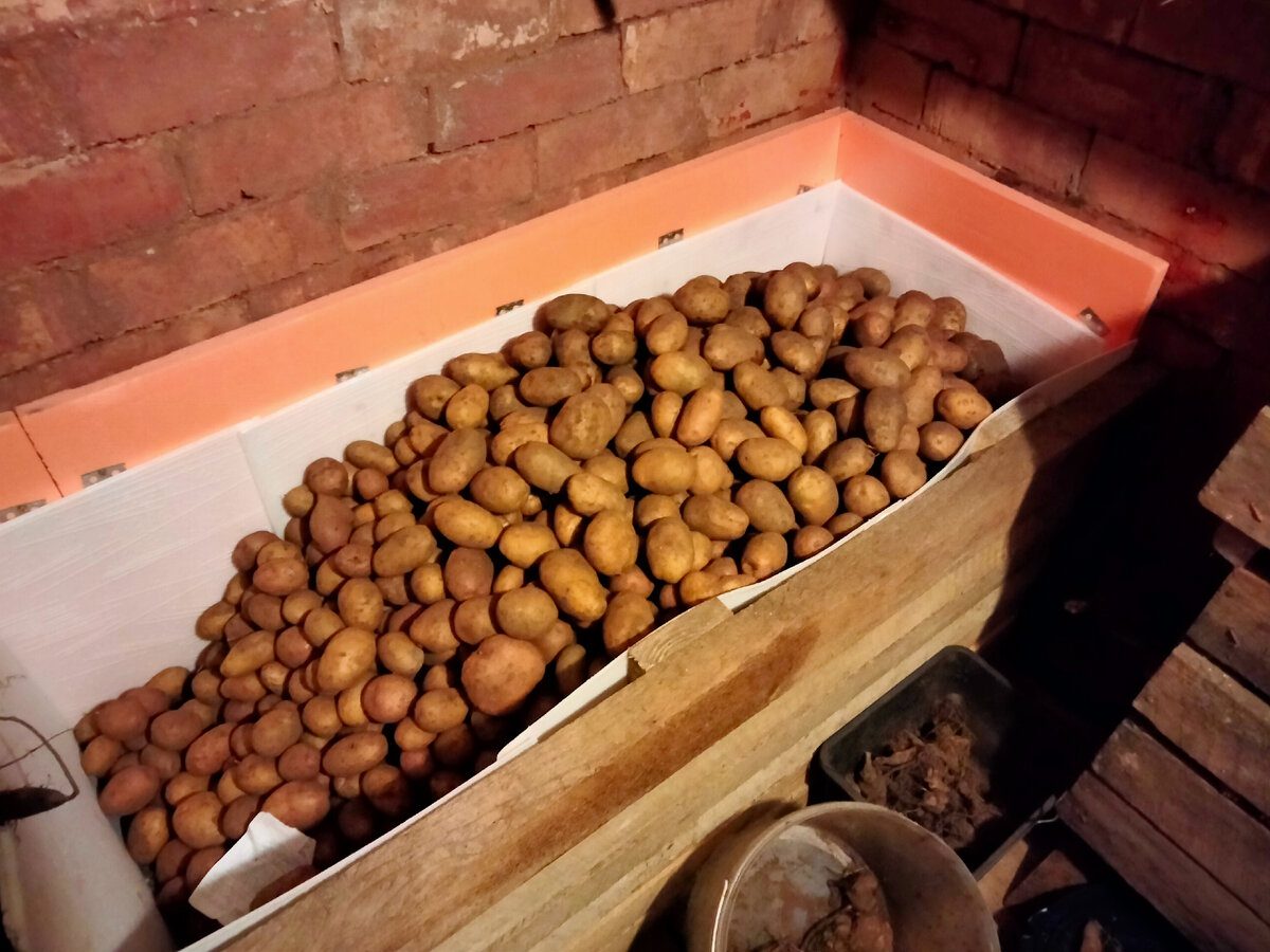 Дієвий спосіб зберігання картоплі, щоб лежала до літа