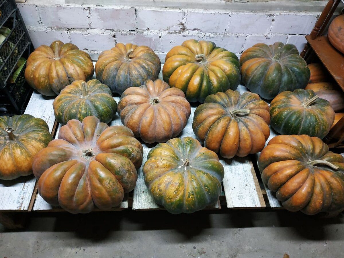 Експерти розкрили спосіб, як зберігати гарбузи у погребі без псування та зміни смаку довго