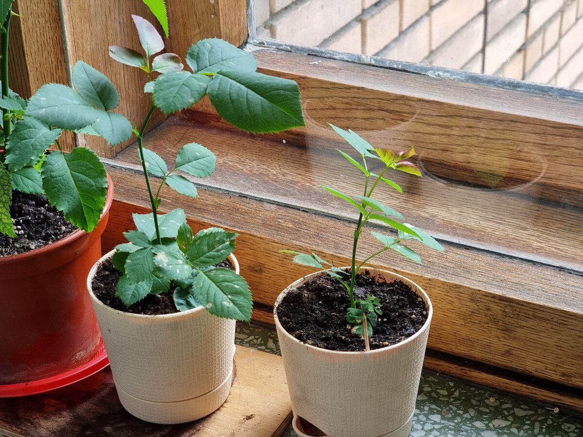 Експерти розповіли, як краще укоренити троянди, аби вони гарантовано порадували цвітінням