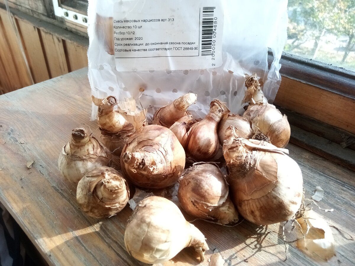 Садівники назвали головні ознаки правильної цибулини тюльпана, який буде цвісти довго й пишно