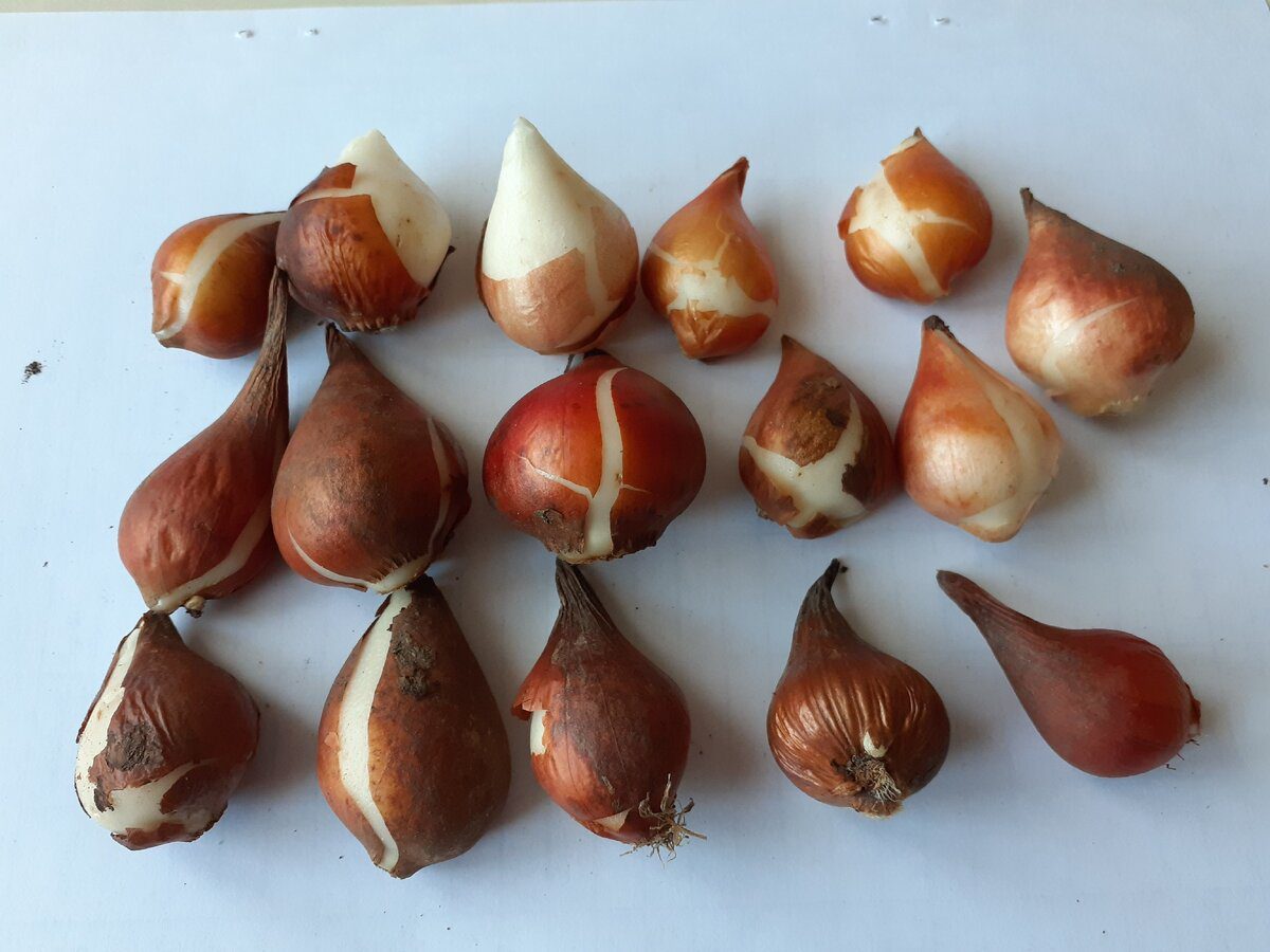 Садівники назвали головні ознаки правильної цибулини тюльпана, який буде цвісти довго й пишно