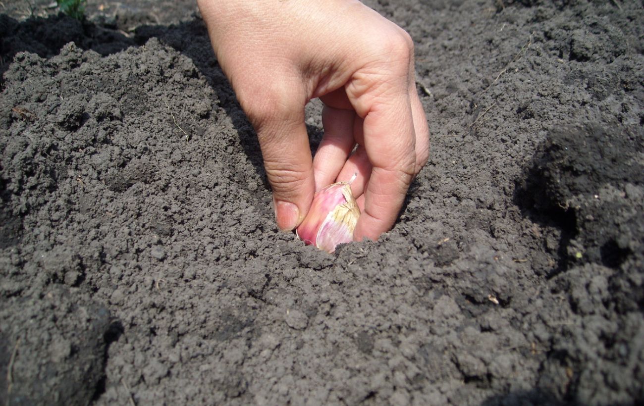 Як доглядати за озимим часником