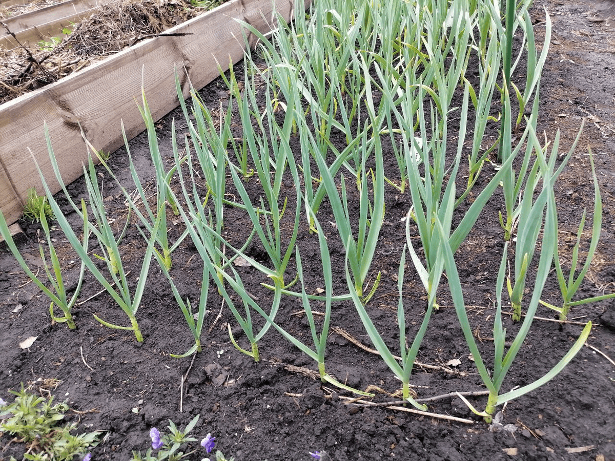 Експерти пояснили, як обрати ідеальний день для посадки озимої цибулі – буде корисно кожному