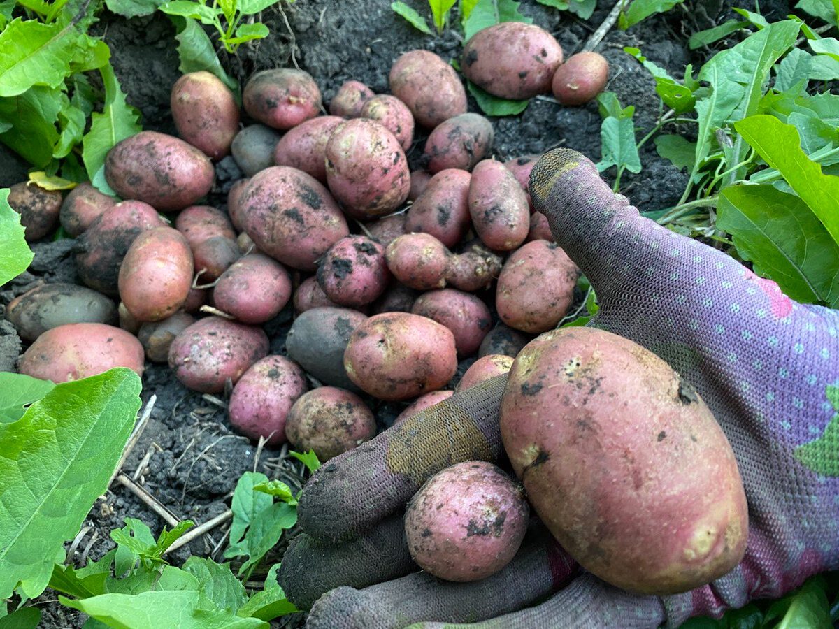 Сорт картоплі, що не боїться ні посухи, ні шкідників