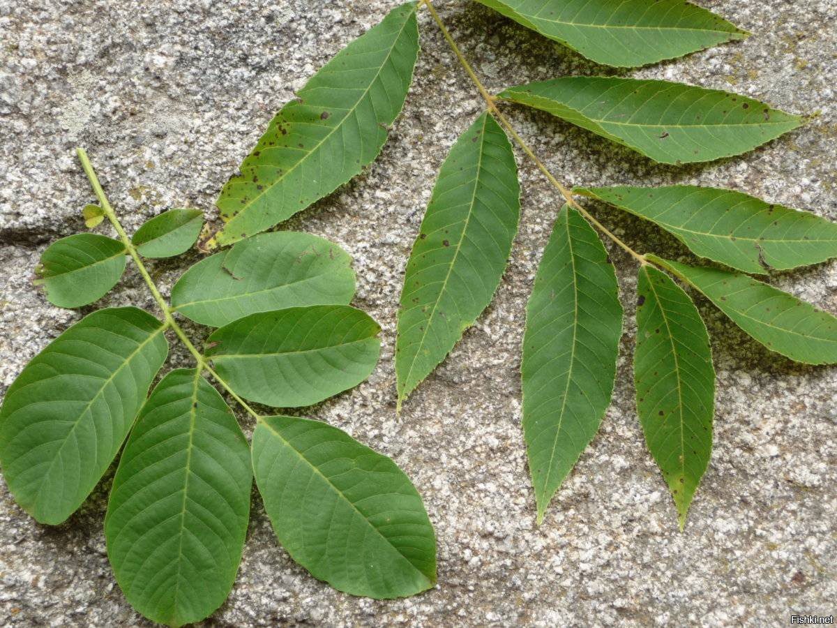 Експерти розповіли, як можна використовувати горіхове листя на ділянці – корисні поради