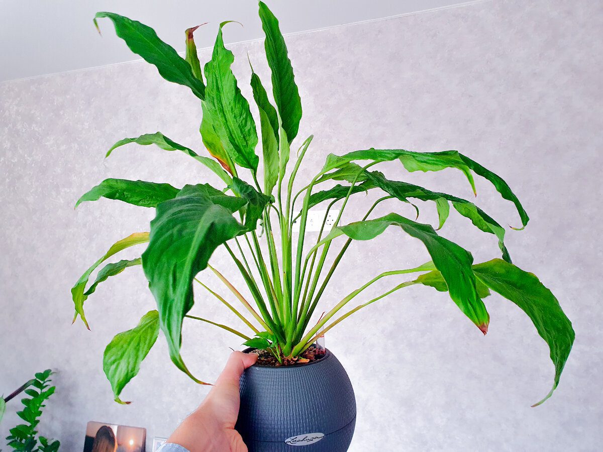 Садівники розповіли, як покращити цвітіння спатифілума доступним і простим засобом