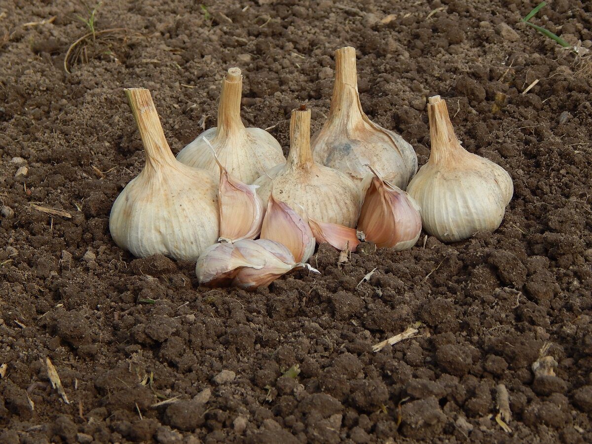 Експерти пояснили, які добрива потрібно дати озимим культурам для кращого розвитку