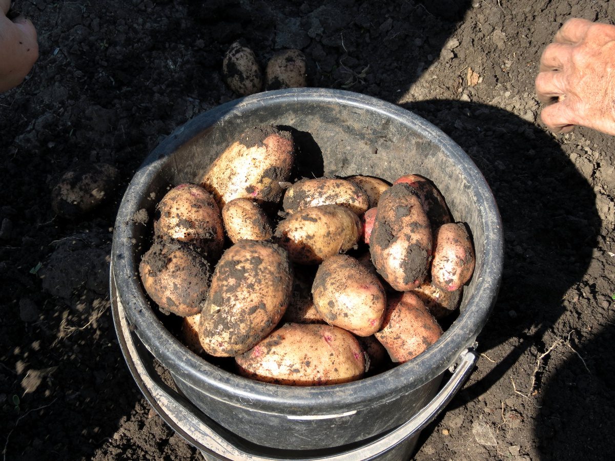 Де найкраще зберігати картоплю взимку