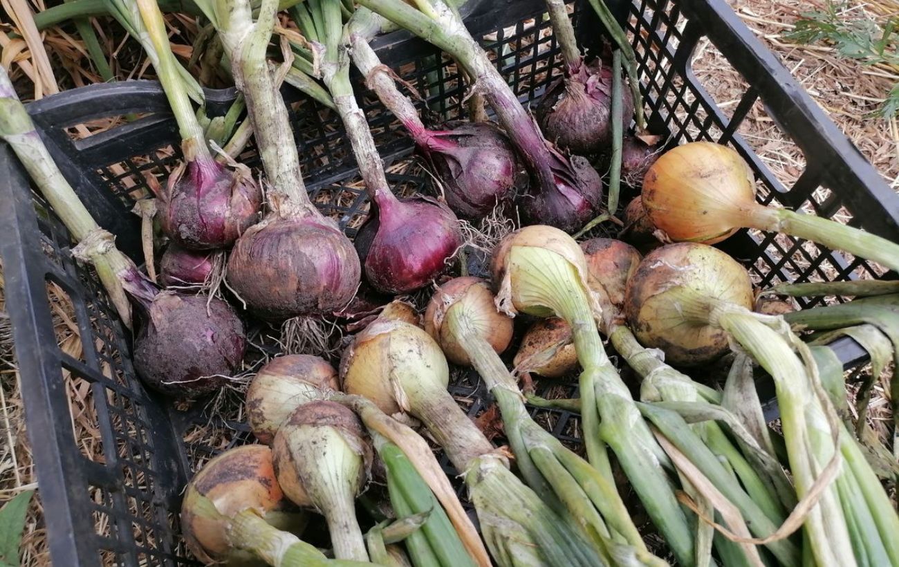 Два найкращі сорти озимої цибулі