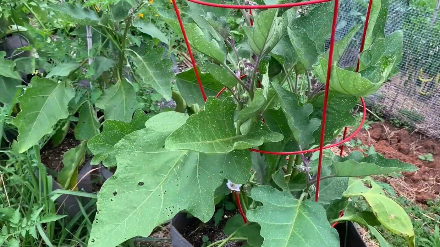 Городники назвали основні причини появи фітофтори на баклажанах