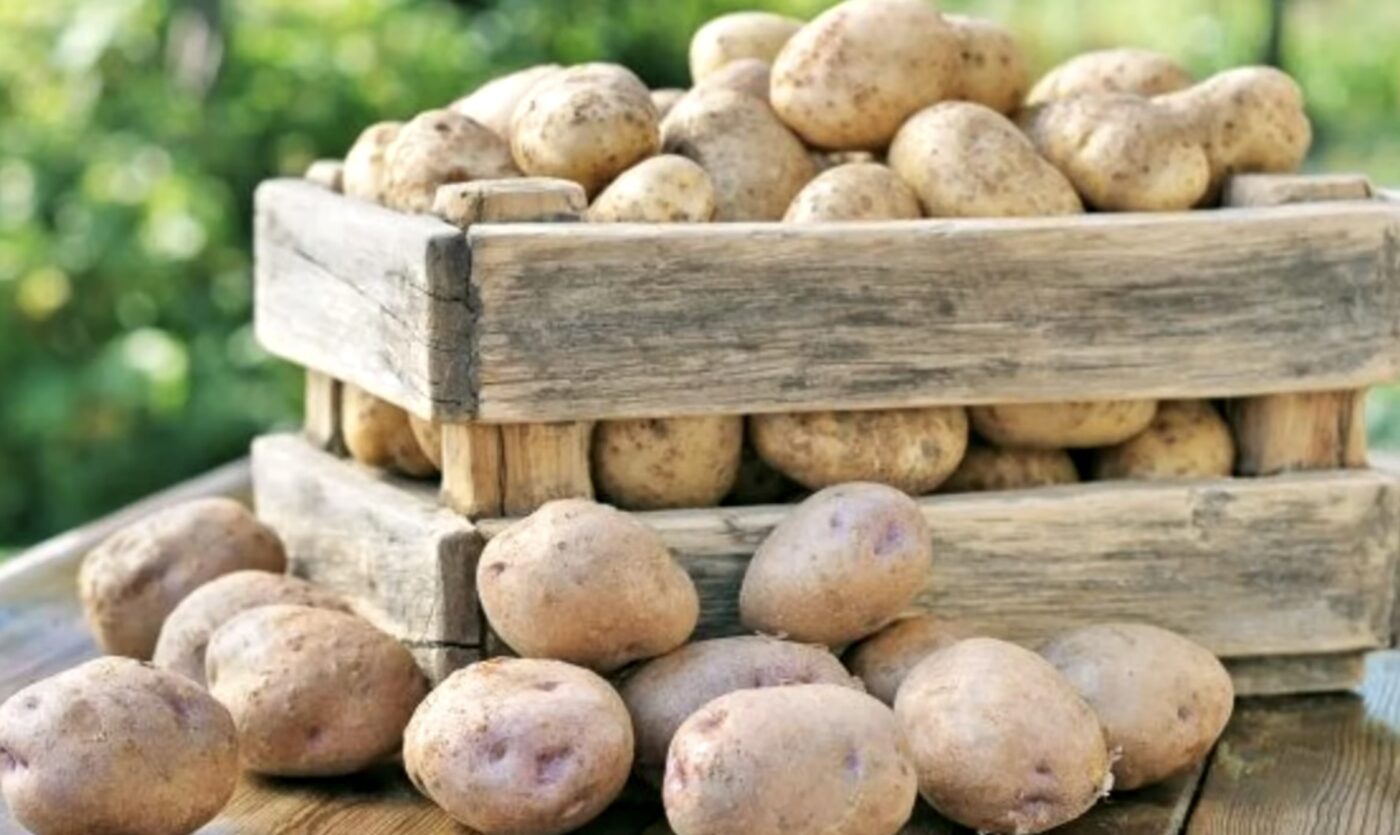Як правильно зберігати картоплю взимку