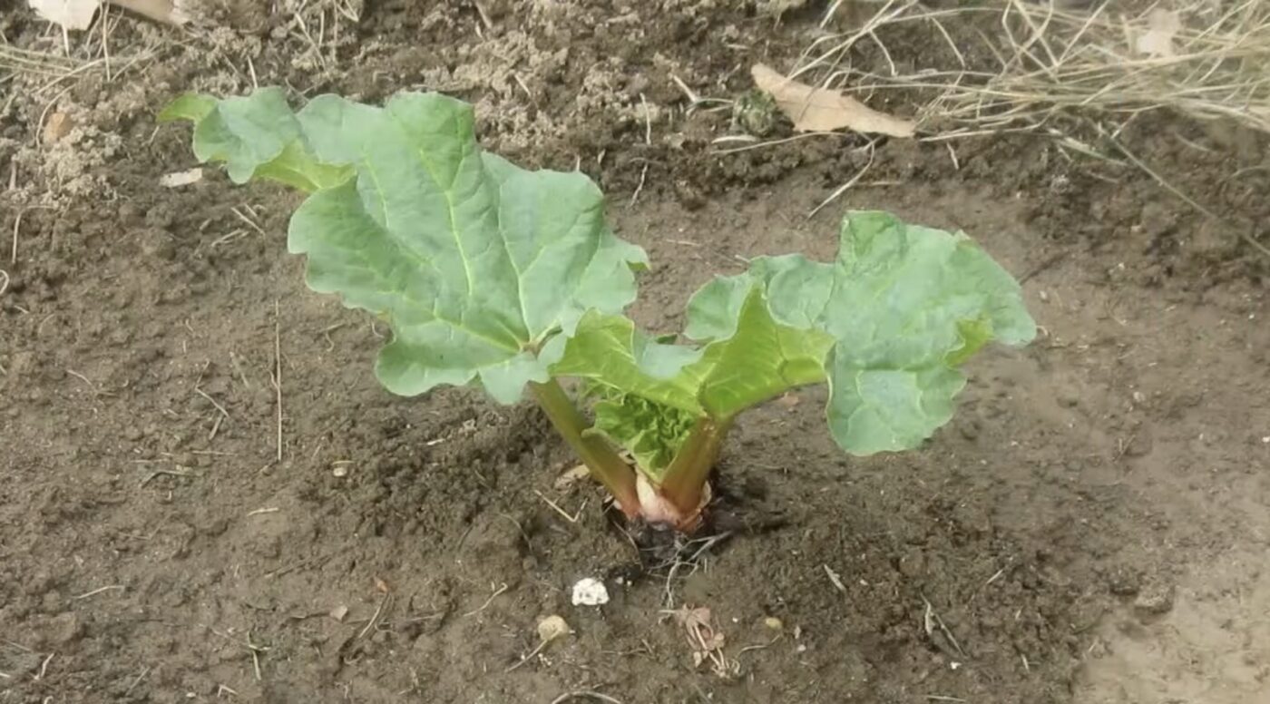 Куди висадити ревінь, щоб приріст навесні був більший