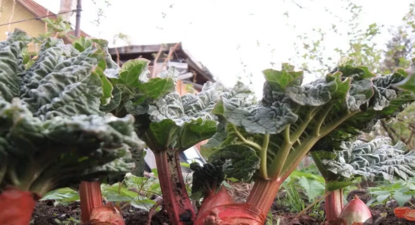 Куди висадити ревінь, щоб приріст навесні був більший