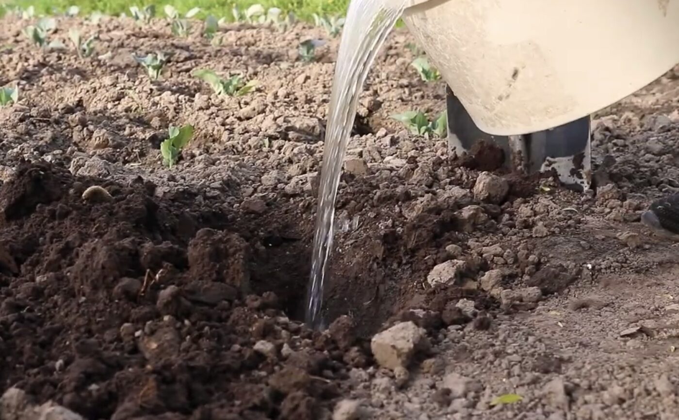 Чим замінити мульчу на городі