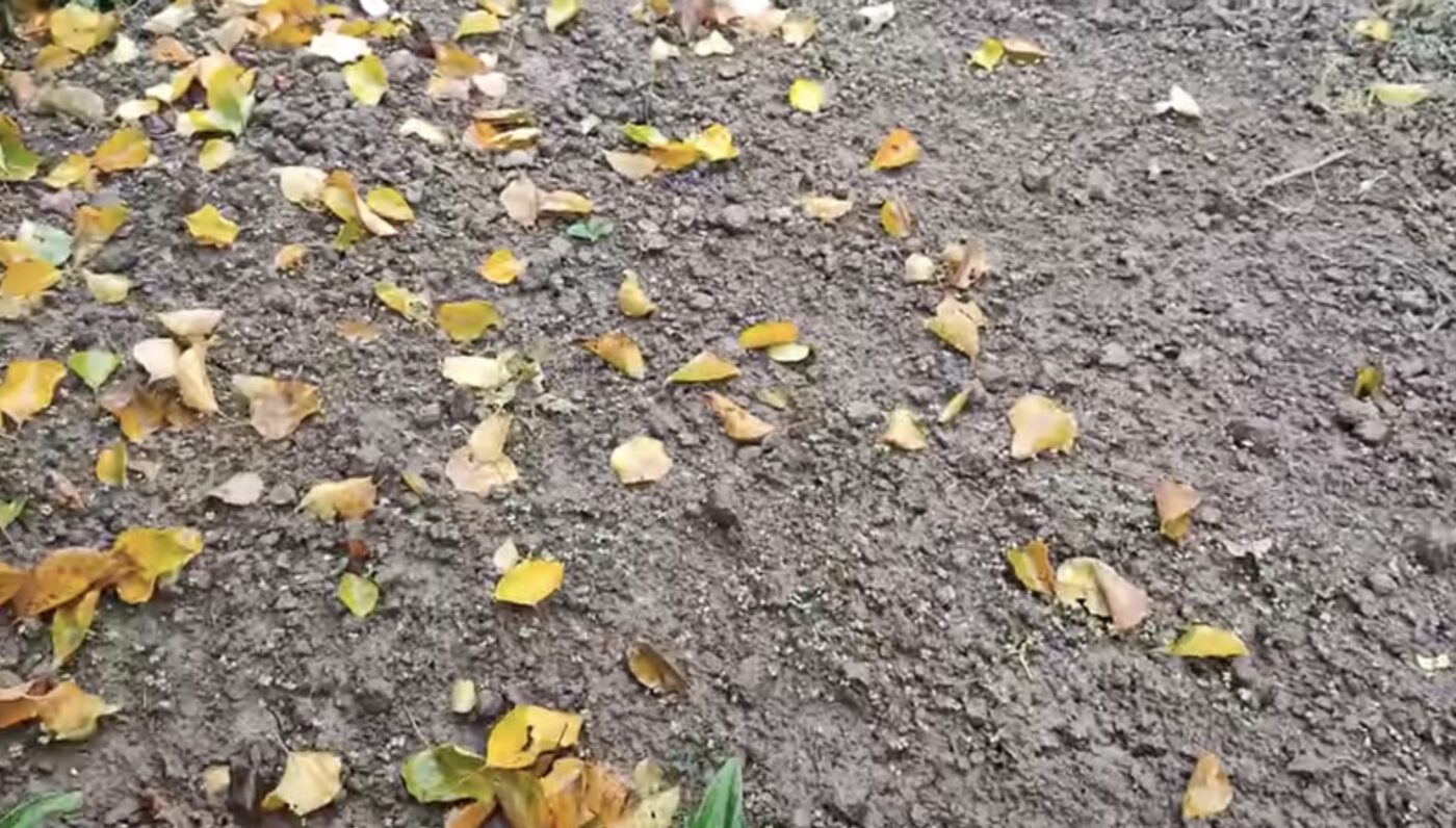 Коли треба садити озиму цибулю