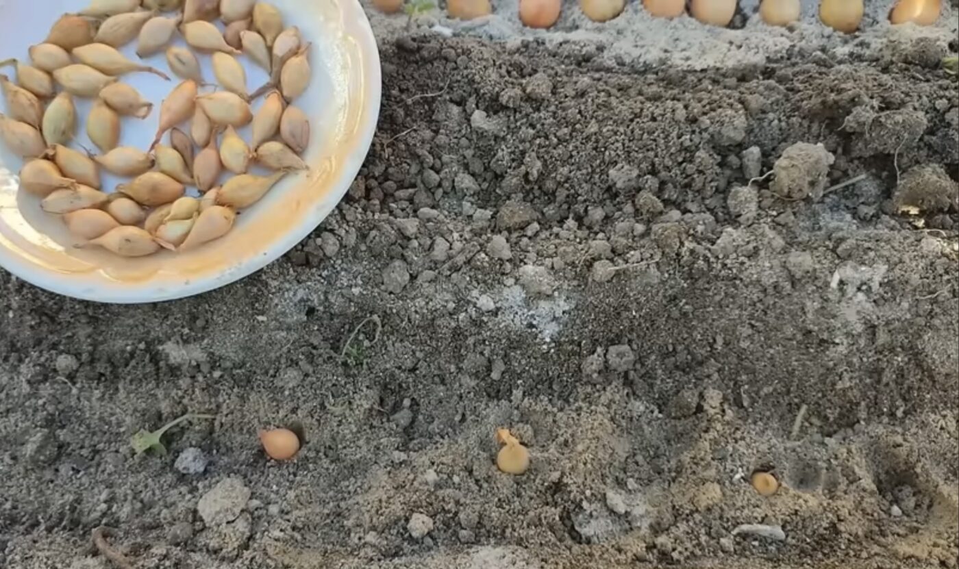 Коли треба садити озиму цибулю