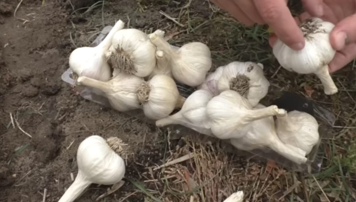 Найкращий час для посадки озимого часнику