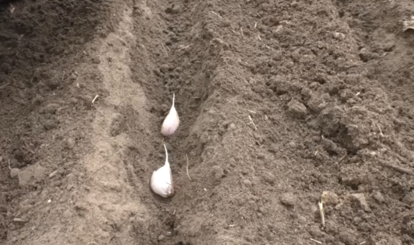 Найкращий час для посадки озимого часнику