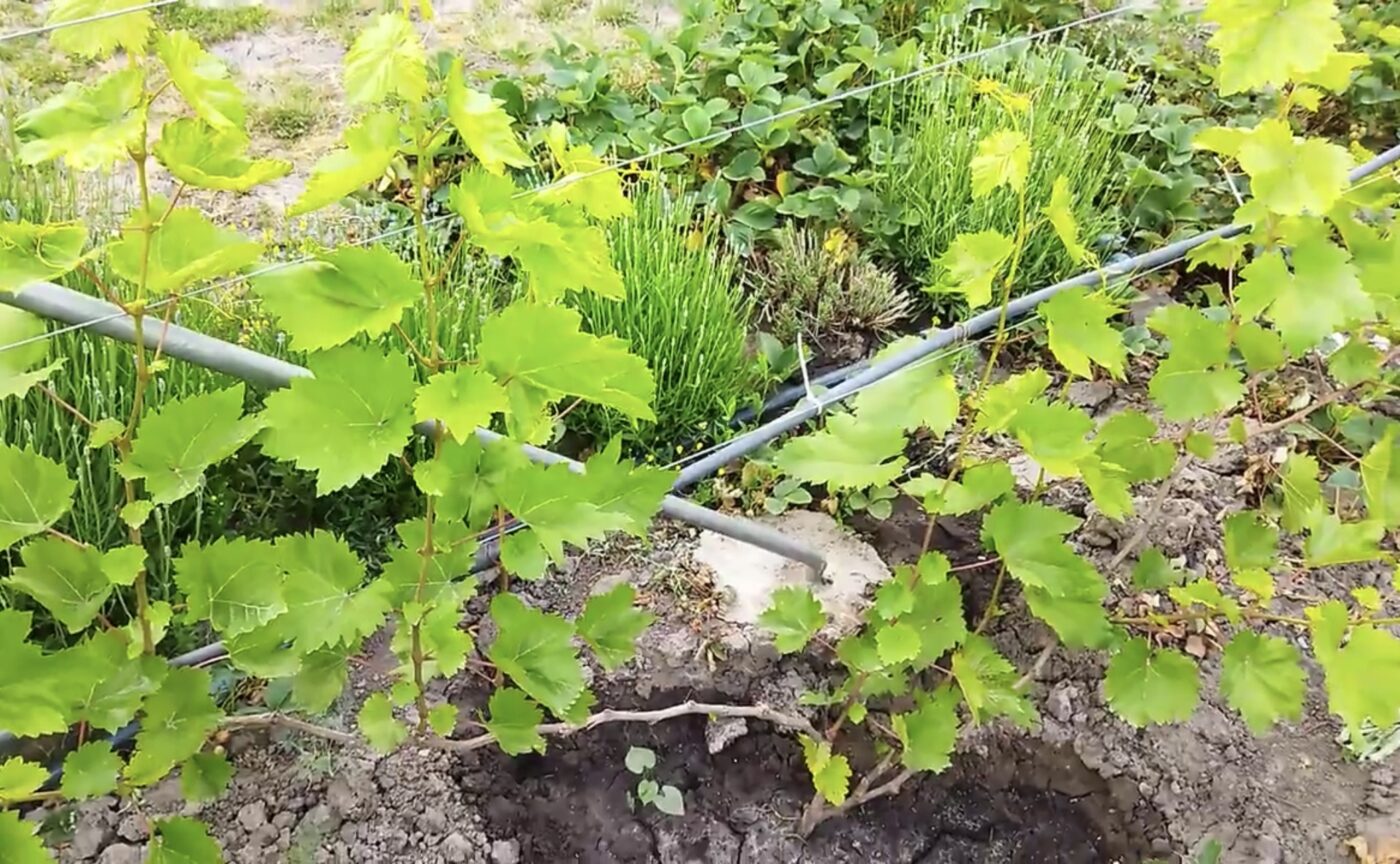 Метод захисту городу від шкідників