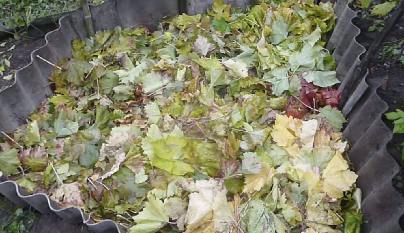 Метод захисту городу від шкідників