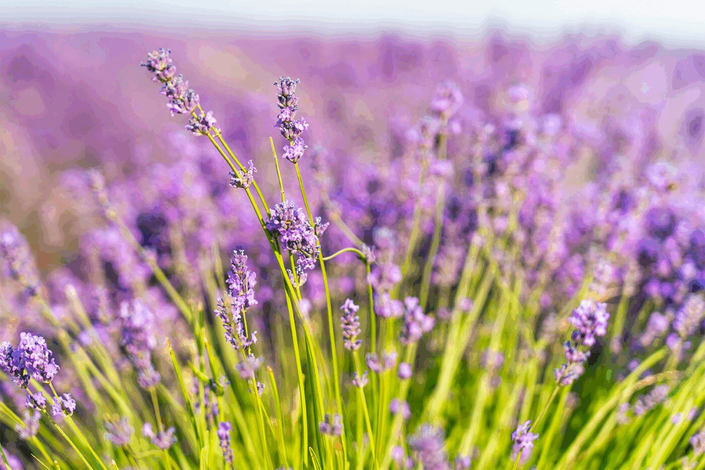 Який натуральний засіб покращує сон Який натуральний засіб покращує сон