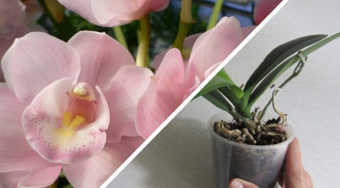 Квітникарі показали, як взимку допомогти орхідеї випустити нові квітконоси
