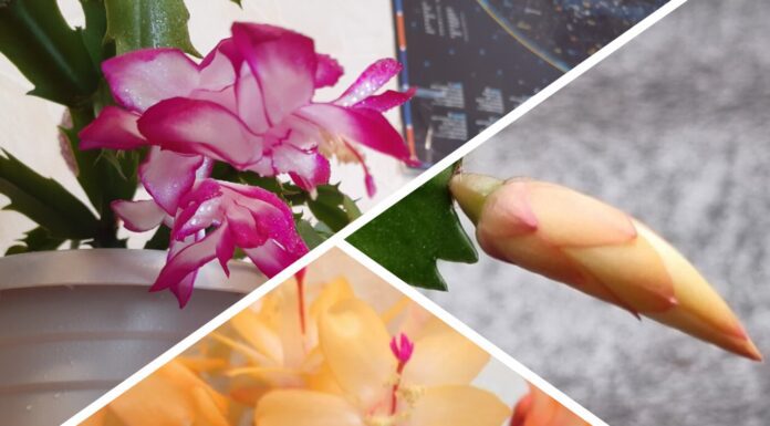 Квітникарі пояснили, яке добриво допоможе різдвянику квітнути довше