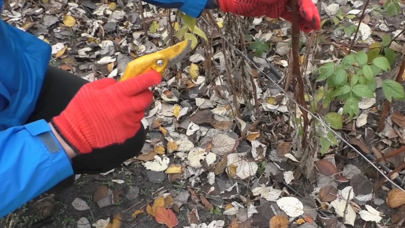 Садівники пояснили, як правильно обрізати малину для гарної врожайності