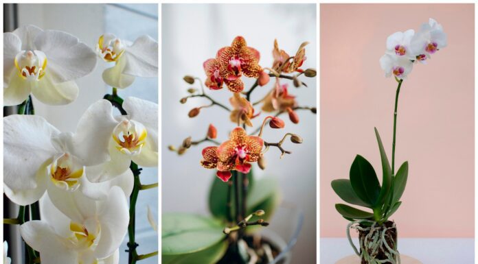 Квітникарі підказали, як допомогти цвітінню орхідеї