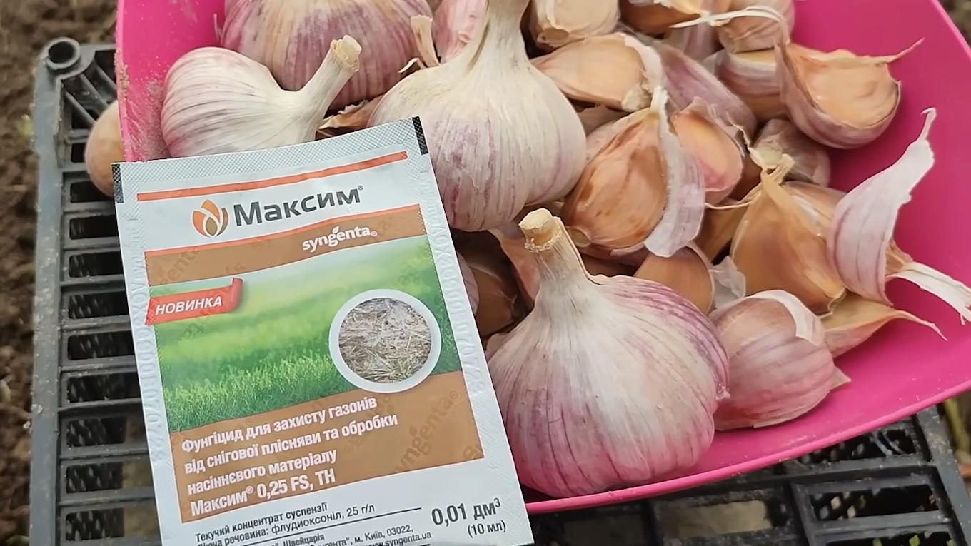 Городники розповіли, чим краще обробляти часник та грядки перед посадкою у жовтні