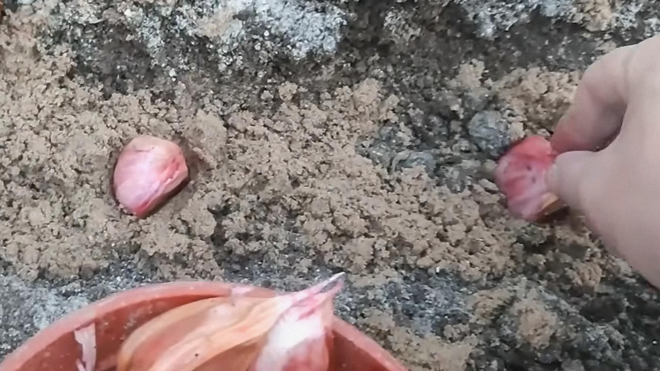 Фермери пояснили, як правильно саджати озимий часник у жовтні 2025 року