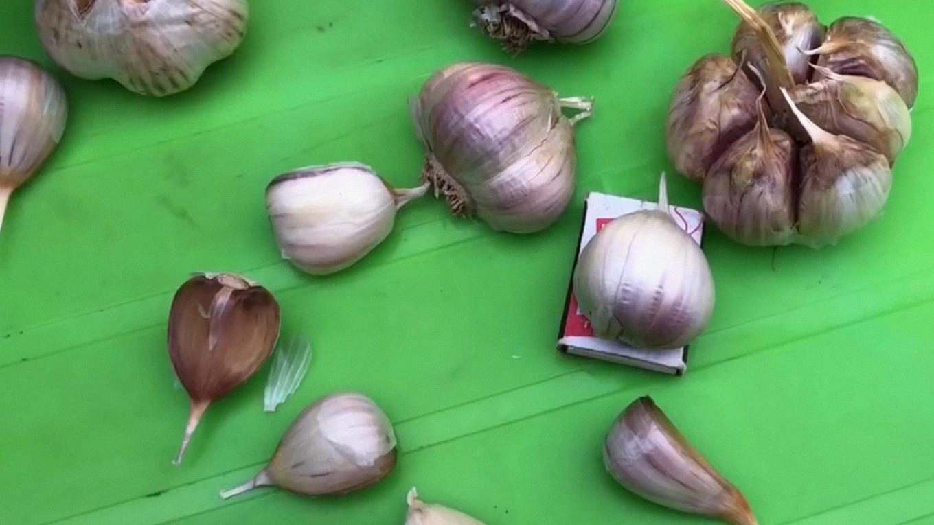 Для висаджування потрібно брати великі та здорові зубчики без пошкоджень