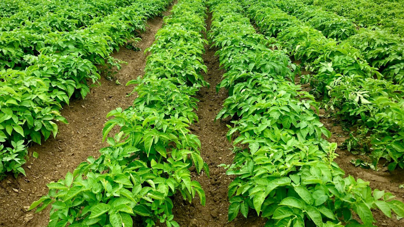 Агрономи пояснили, чому цибуля і часник – погані попередники картоплі