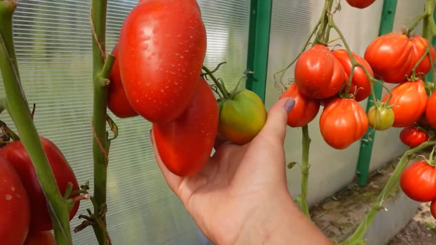 Городники назвали 2 найкращі сорти томатів: Де Барао